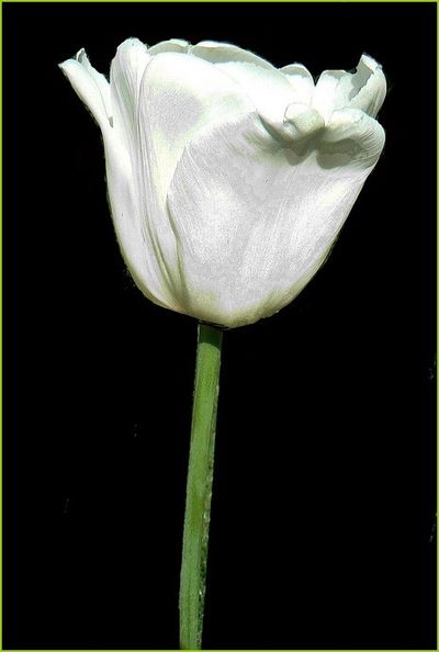 Tulipe blanche