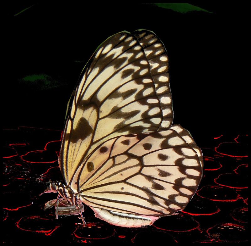 Papillon N&B