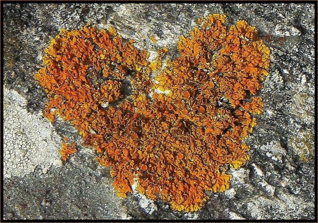 Coeurlichen