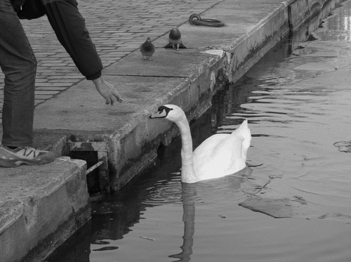 1cygne