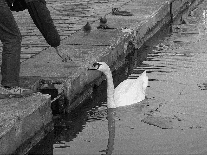 1cygne