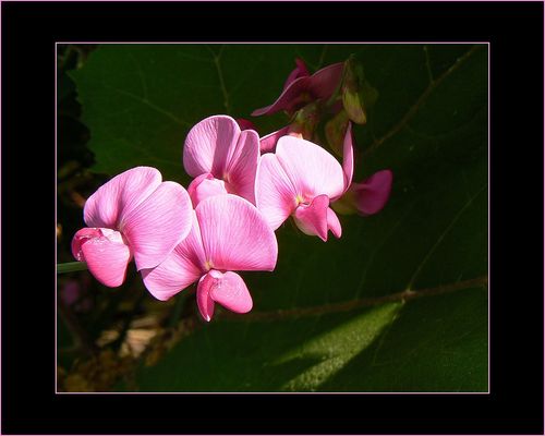 Cyclamen