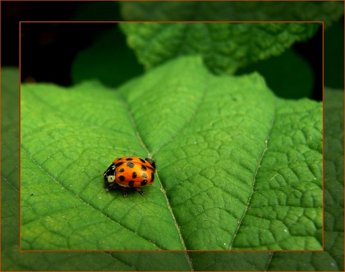 Coccinelle