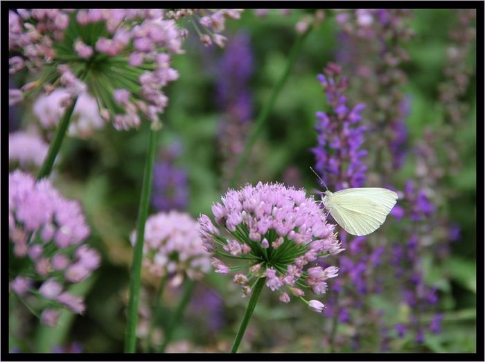 Papillonblanc