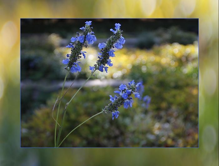 Fleursbleues1