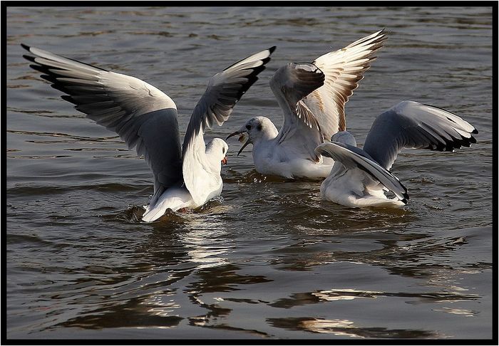 Mouettes