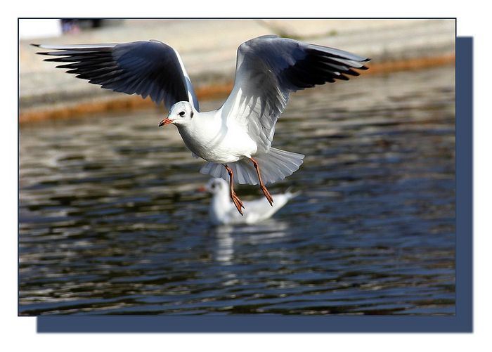 Mouette