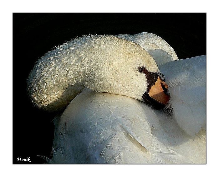 Cygne