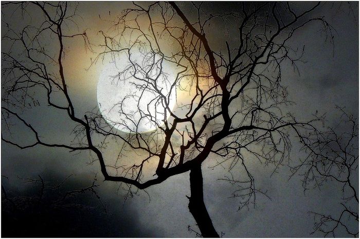 Lune arbre