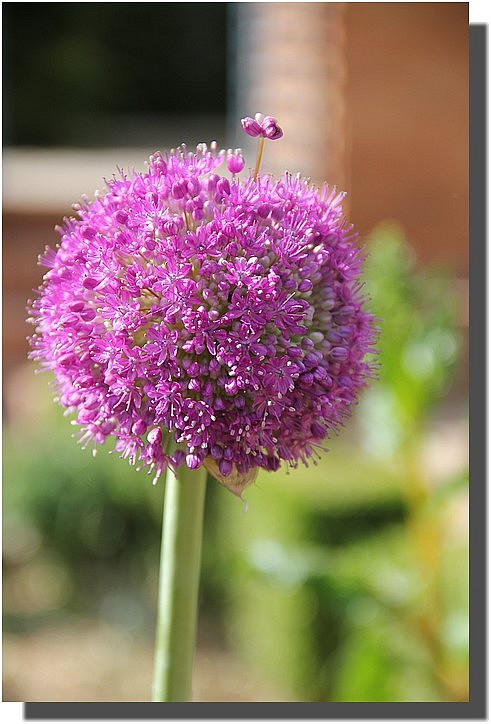 Allium4