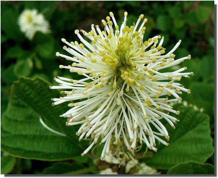 Fothergilla