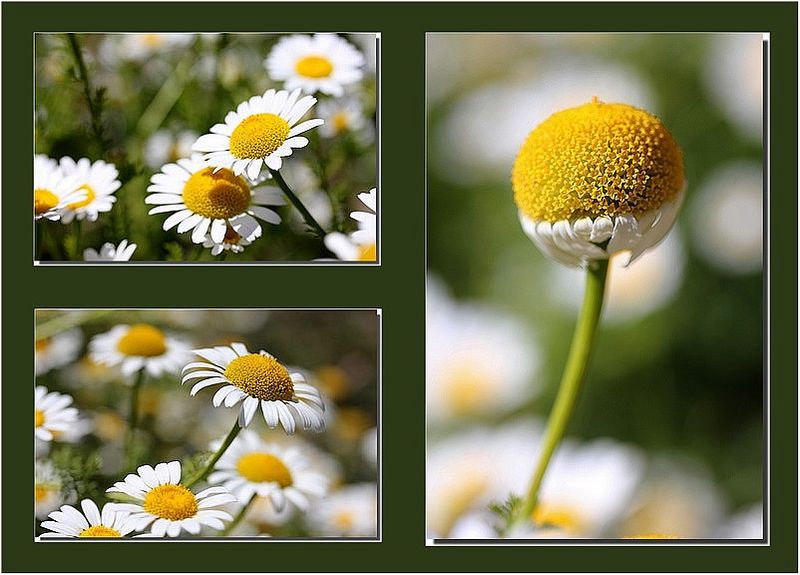 Margueriteparis