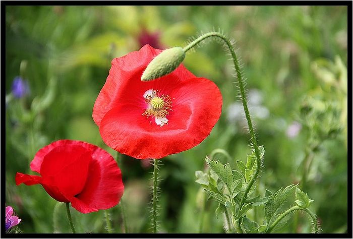 Gentils coquelicots