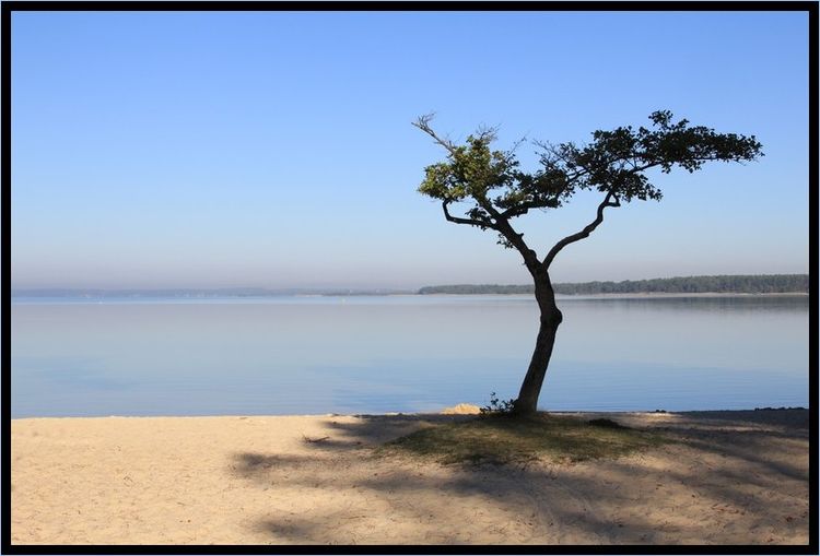 Lac8 Lac8