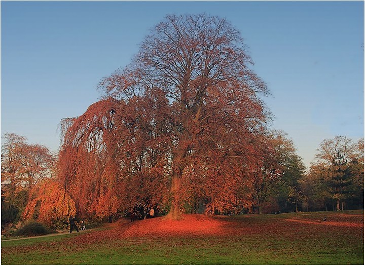 Arbre rouge