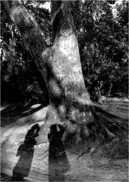 Au près demon arbre