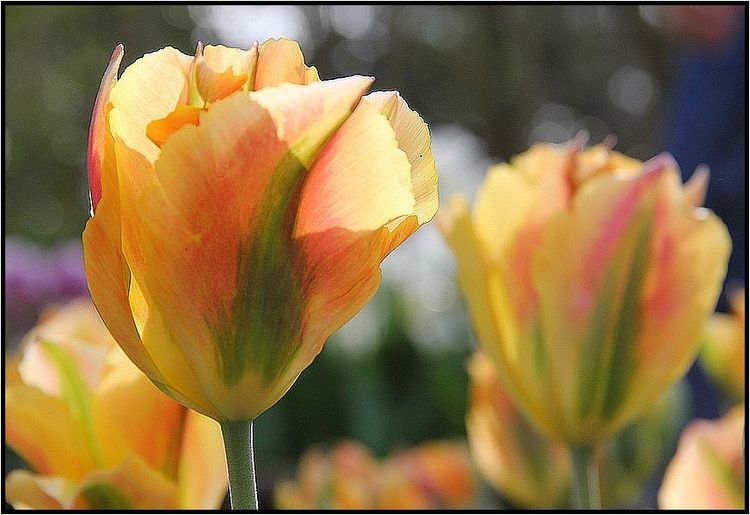 IMG_6051 IMG_6051