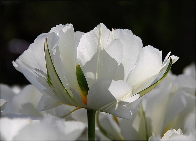 IMG_6037 IMG_6037