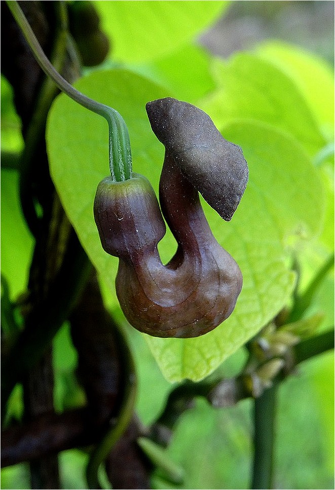 DSC02550aristolochia