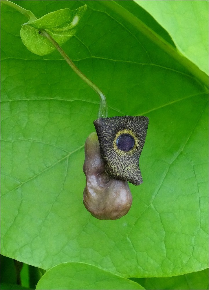 DSC02552aristolochia duriori