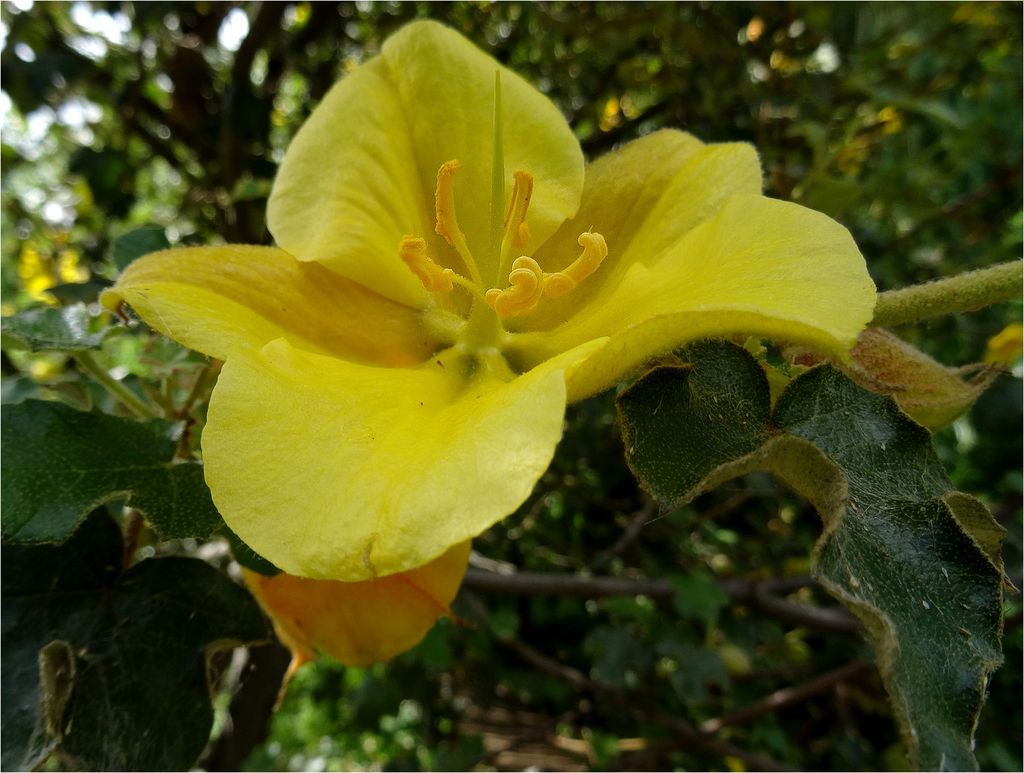 FrémontodendrumDSC02933