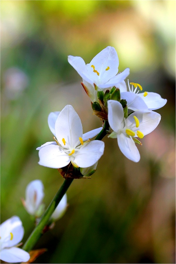 IMG_2384Libertia du Chili