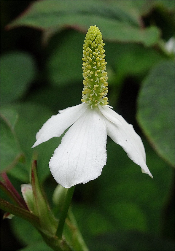 DSC05737houttuynia cordata