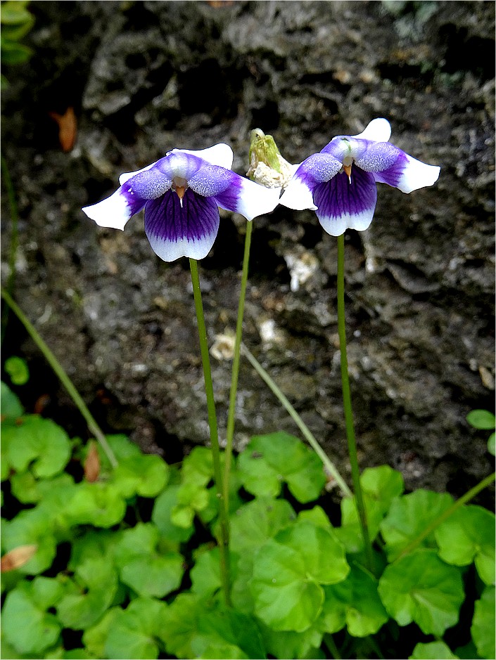 DSC05848 violette à feuille de lierre