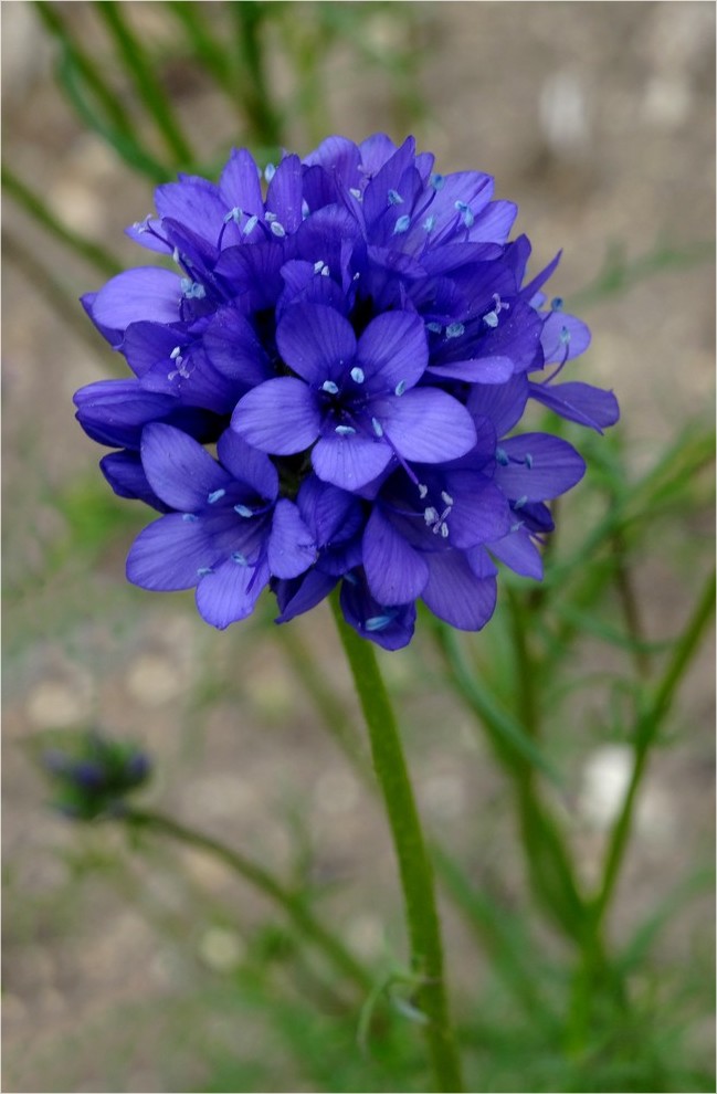 DSC01125Gilia achilleifolia