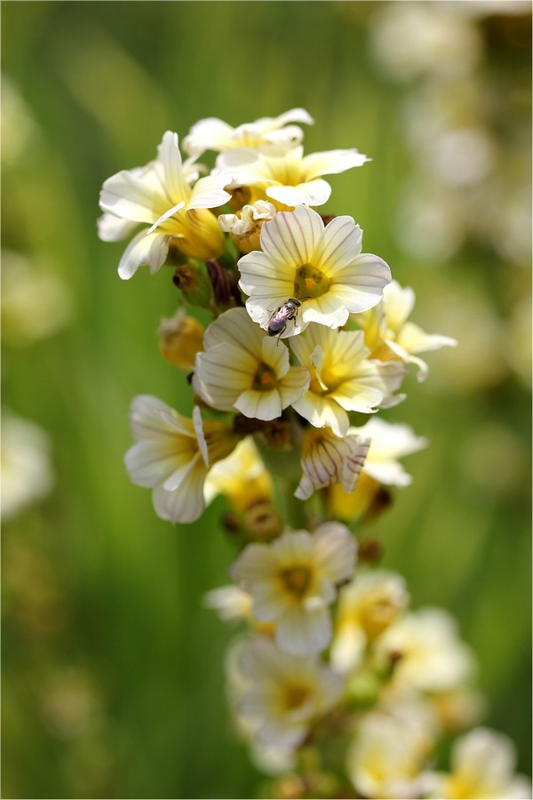 IMG_3565sisyrinchium striatum