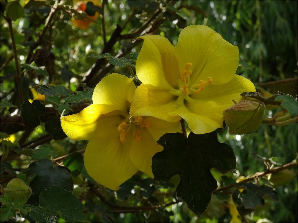 Frémontodendrum DSC02934