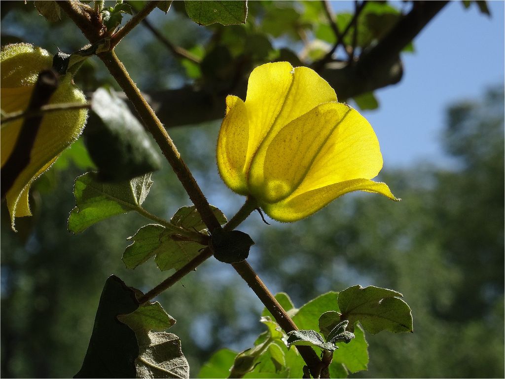 FrémontodendrumDSC02931