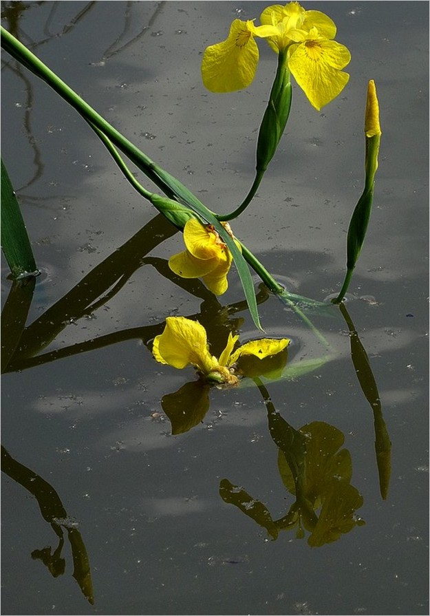 IRIS EAU03175 IRIS EAU03175