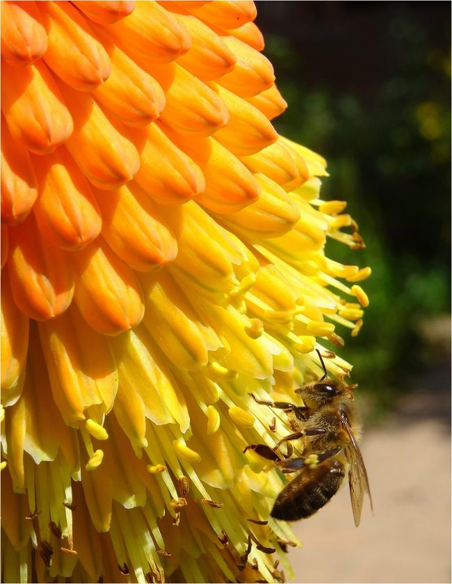 DSC04259 Kniphofia