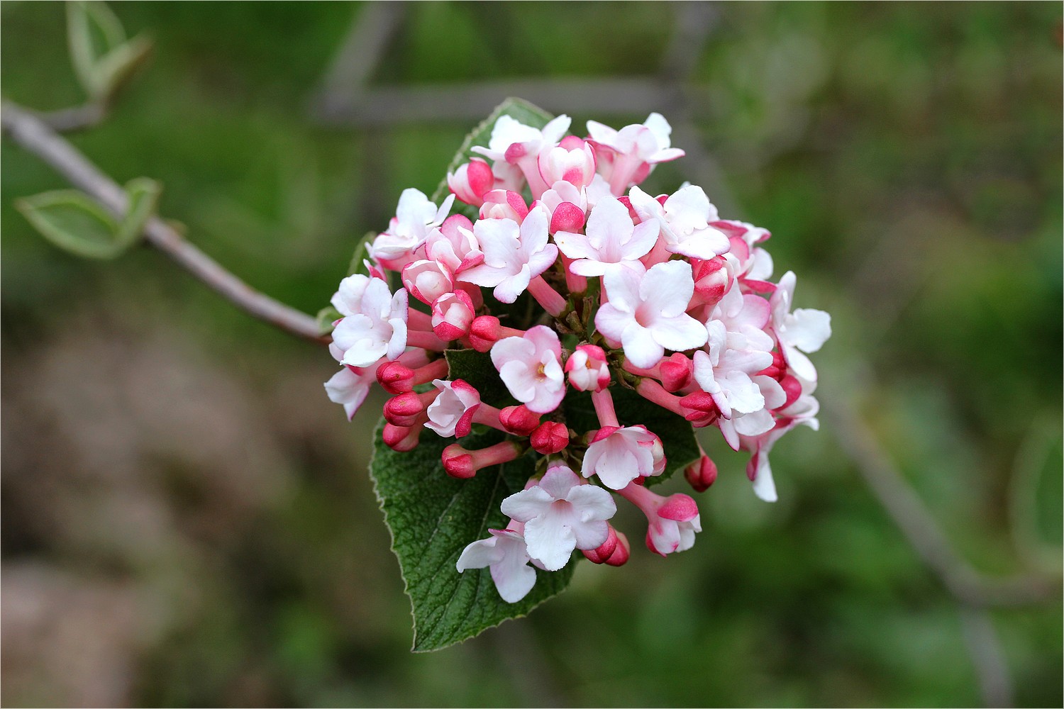 IMG_8472 viburnum