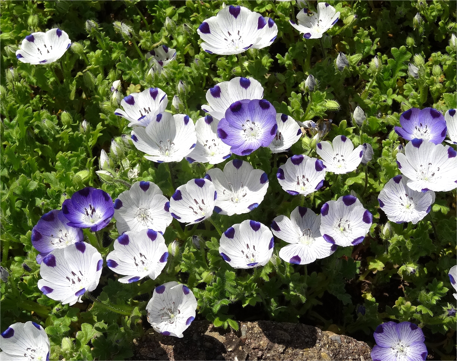 DSC00255Nemophila