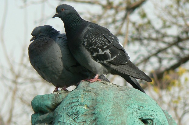 Pigeons1