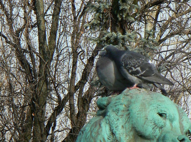 Pigeons2