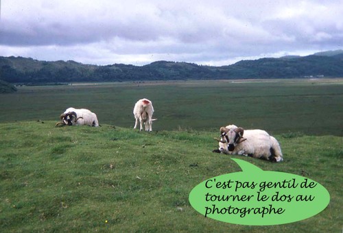Moutons2